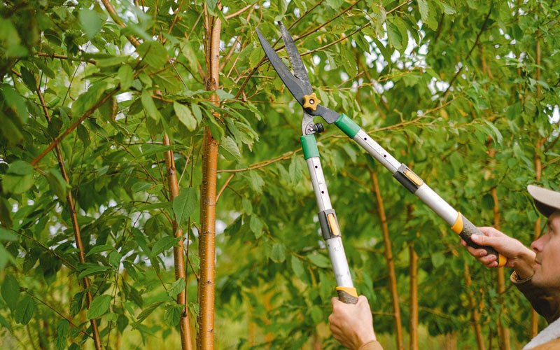 Tree trimming in Mcminnville, OR